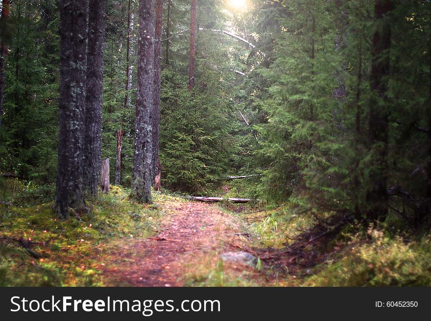 The Narrow Path That Goes Deep Into The Spruce Forest Illuminated By The Sun, Selective Focus