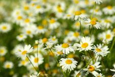 Camomile Royalty Free Stock Photo
