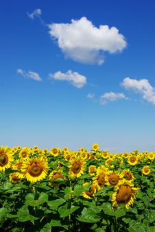 Sunflower Field Royalty Free Stock Photos Sunflower Field Royalty Free Stock Photos