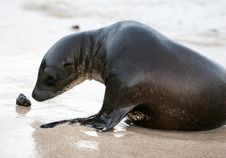 Young Sea Lion Playing Stock Images