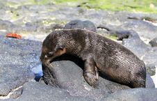 Young Sea Lion Royalty Free Stock Images