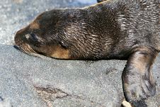 Young Sea Lion Stock Image