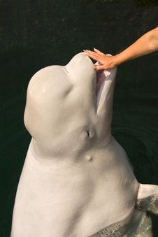 White Whale In Green Water Stock Photos White Whale In Green Water Stock Photos