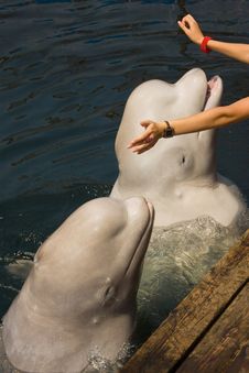 Two White Whale In Green Water Royalty Free Stock Photo Two White Whale In Green Water Royalty Free Stock Photo