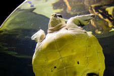 A Turtle Stock Photo A Turtle Stock Photo