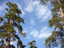 Pines On A Background Of The Sky. Stock Photography Pines On A Background Of The Sky. Stock Photography