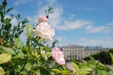 Beautiful Roses And Beautiful Baroque And Rococo Royalty Free Stock Images Beautiful Roses And Beautiful Baroque And Rococo Royalty Free Stock Images