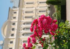 Beautiful Roses And Beautiful Baroque And Rococo Stock Photos Beautiful Roses And Beautiful Baroque And Rococo Stock Photos