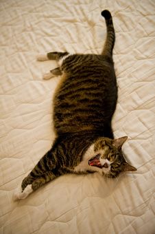 Cat Yawning Stock Photo