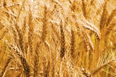 Wheat Field Royalty Free Stock Image Wheat Field Royalty Free Stock Image