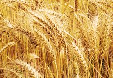 Wheat Field Stock Photos Wheat Field Stock Photos