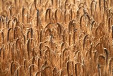 Free Wheat Royalty Free Stock Photography - 6058057