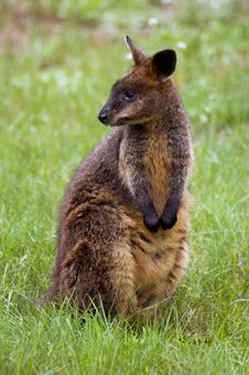 Kangaroo Royalty Free Stock Photography