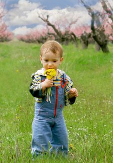 Baby Boy With Dandelions Stock Photo Baby Boy With Dandelions Stock Photo
