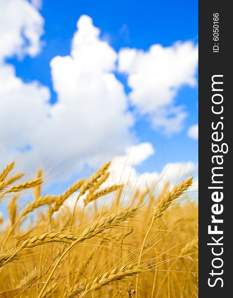 Beautiful background with golden wheat and blue sky with clouds