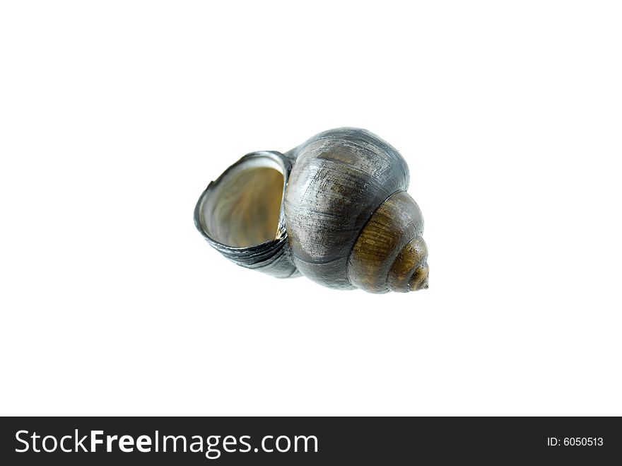 Empty snail shell isolated on a white background