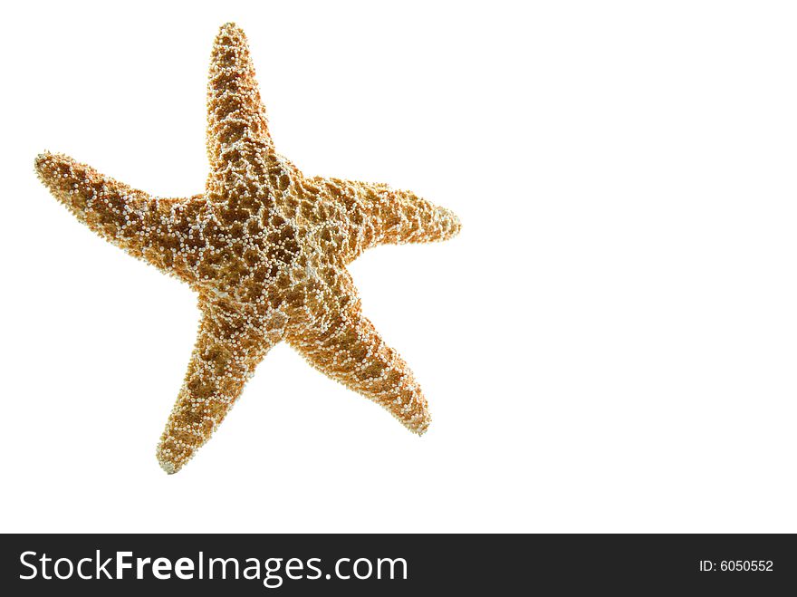 Starfish shell isolated on a white background