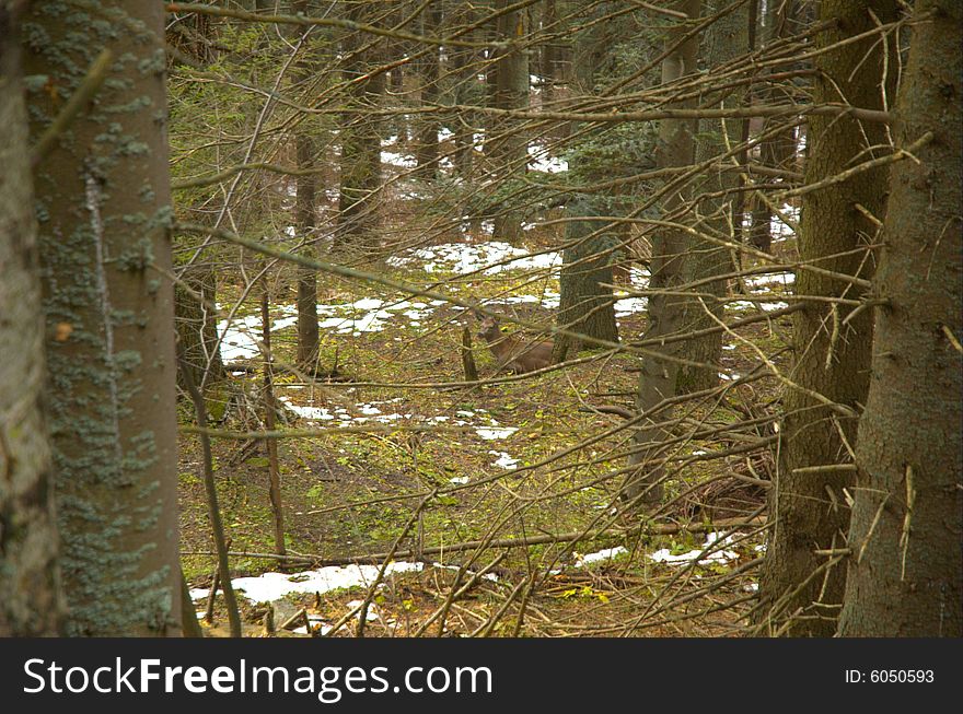 Deer between the forest in lso tatra. Deer between the forest in lso tatra.