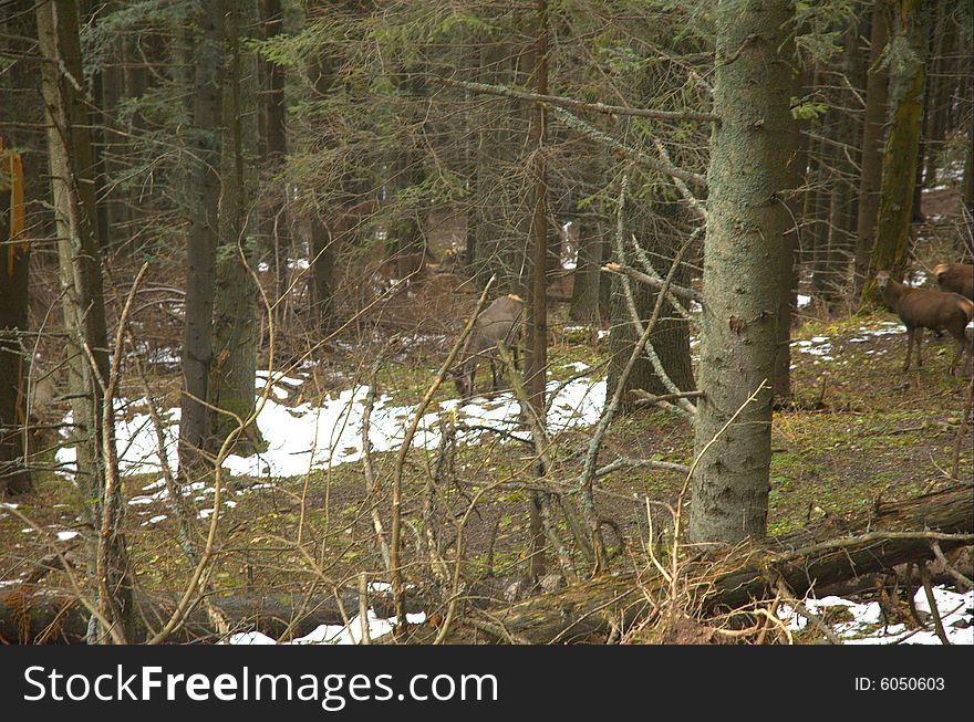 Deers brooding in mountains tatra