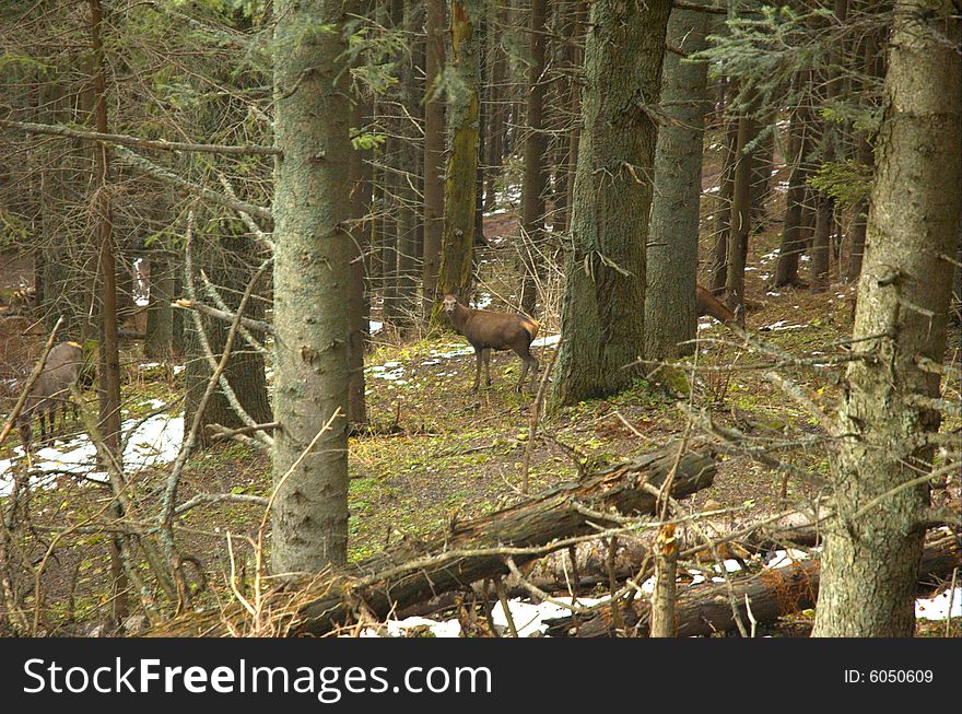 Red deer observing the people. Red deer observing the people.