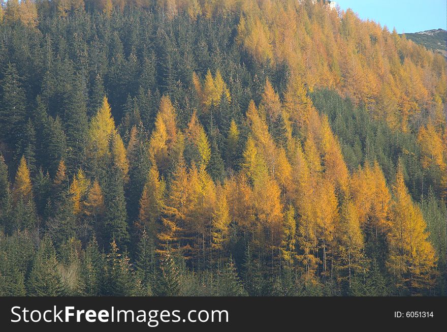 Forest in autumn near the locality of Zakopane. Forest in autumn near the locality of Zakopane.