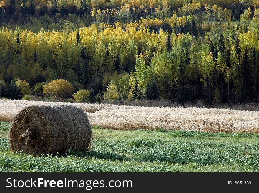 A picture of a hayroll on a beautiful field with a fall coloured forest in the backdrop. I took this photo in Northern British Columbia, Canada. A picture of a hayroll on a beautiful field with a fall coloured forest in the backdrop. I took this photo in Northern British Columbia, Canada.