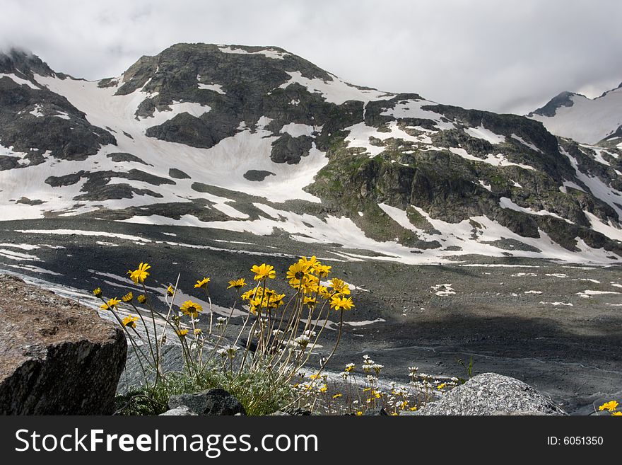 Yellow flowers and snowy mountains