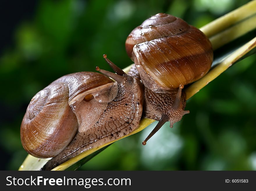 Couple snail in the nature background