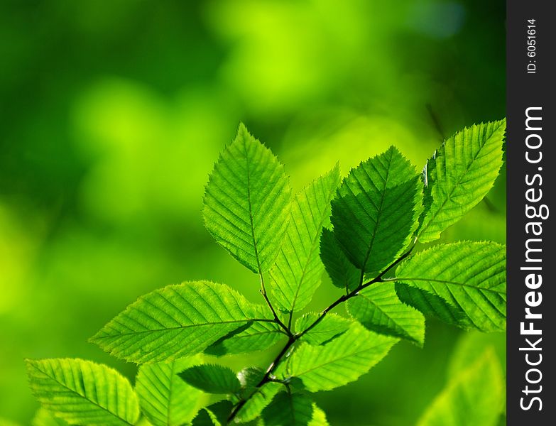 Green leaves background in sunny day