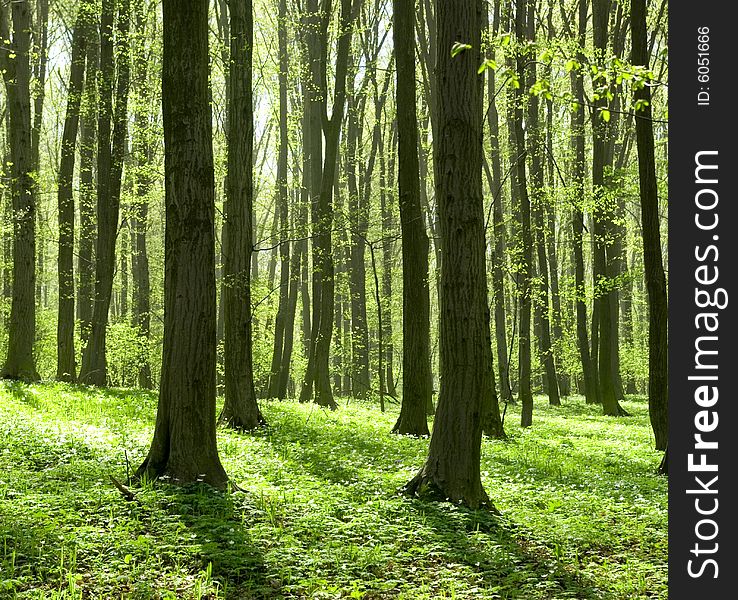 A breathtaking view as the sun shines through the forest on a misty day