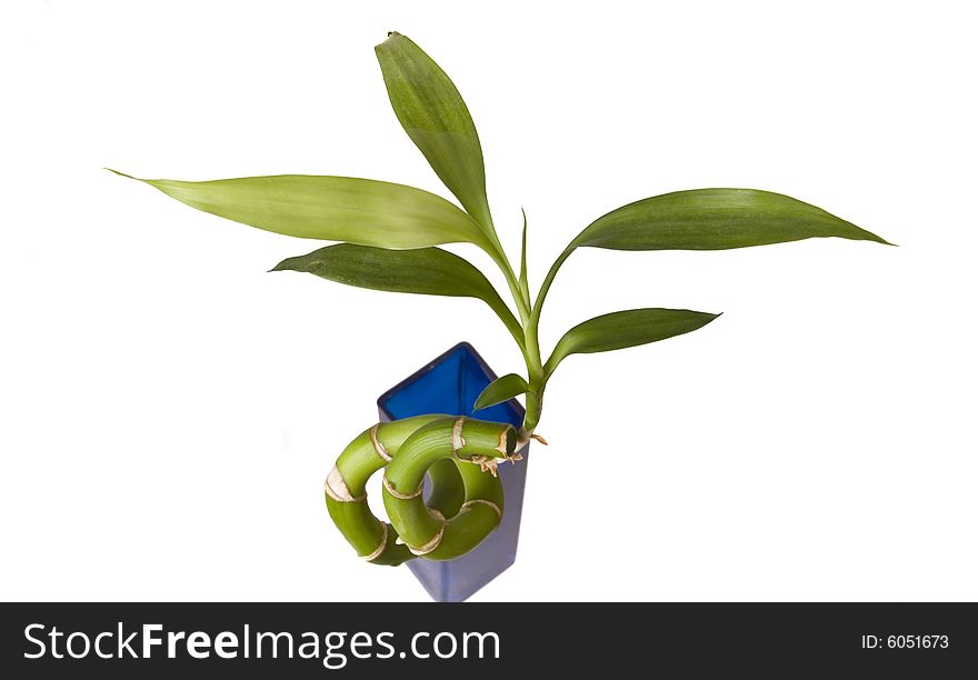 Bamboo in blue vase on white ground. Bamboo in blue vase on white ground