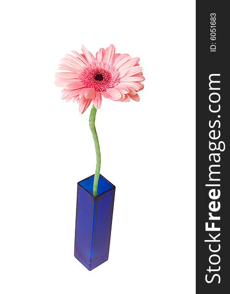 Pink Gerber in blue vase on white ground. Pink Gerber in blue vase on white ground