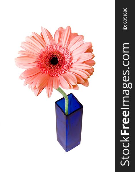 Pink Gerber in blue vase on white ground. Pink Gerber in blue vase on white ground