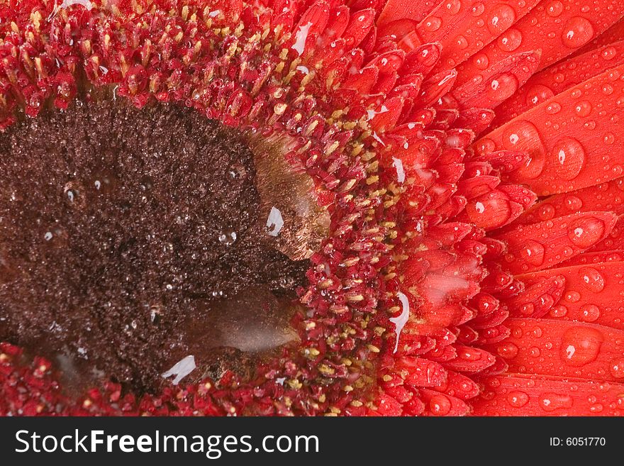Red Gerbera with drops of water macro