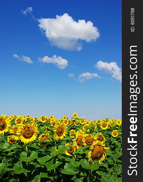 Sunflower field over cloudy blue sky