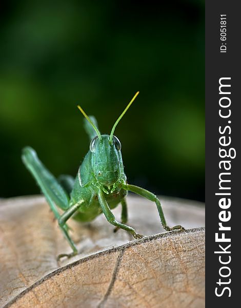 Green locust on the dried leaf on the dark background