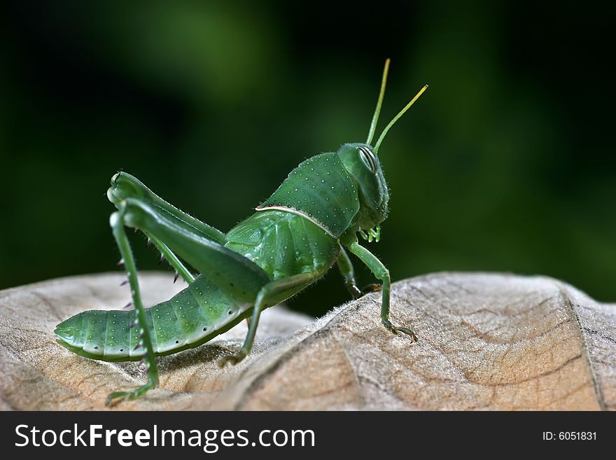 Green locust on the dried leaf on the dark background