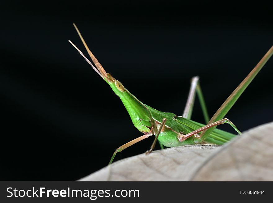 Close up of green locust on the dried leaf on the dark background