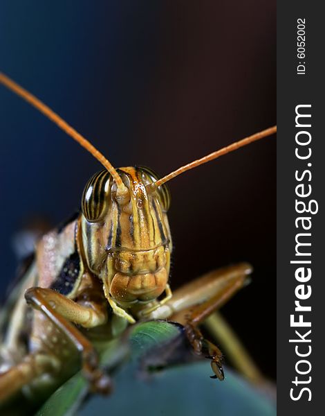 Close up of locust on the dark background