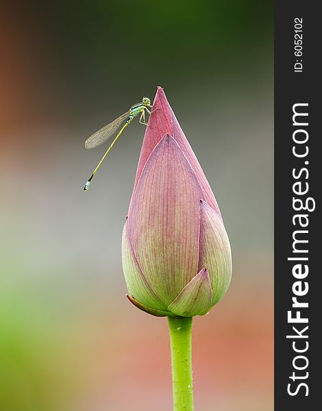 A lovely damselfly stands on a lotus bud. A lovely damselfly stands on a lotus bud