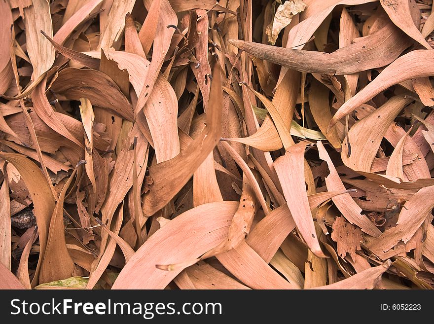 Naturaly arranged dried leaves in tropical Malaysia.