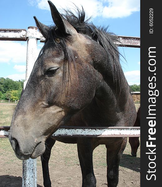 Beautiful black horse head in a horse farm. Beautiful black horse head in a horse farm