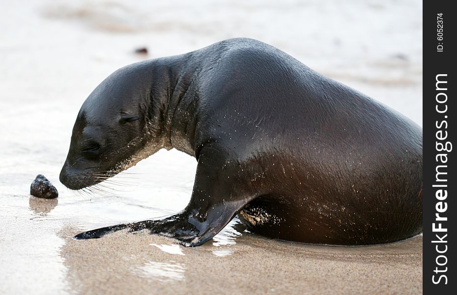 A young sea lion plays in the sand on the Galapagos Islands. A young sea lion plays in the sand on the Galapagos Islands