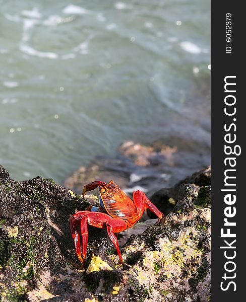 A sally lightfoot crab contemplates jumping into the sea