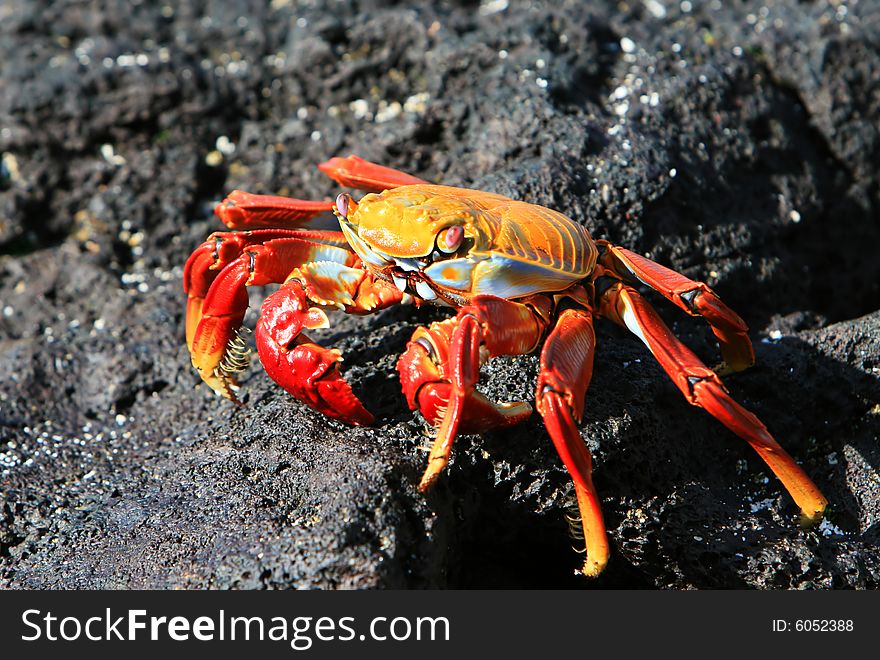 A Sally Lightfoot Crab on the volcanic rocks of the Galapagos Islands