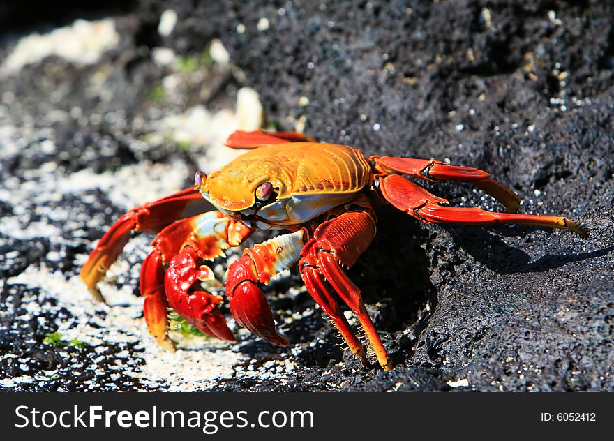 A Sally Lightfoot Crab on the volcanic rocks of the Galapagos Islands