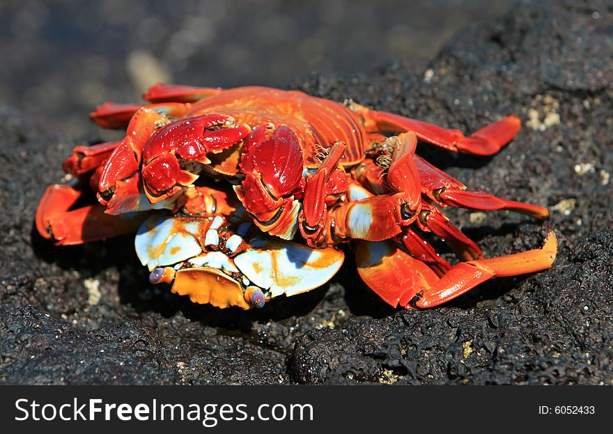 Sally Light Foot Crabs Mating on volcanic rocks - Galapagos Islands
