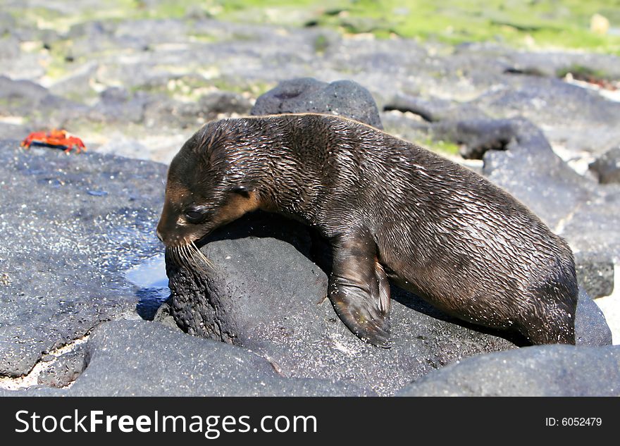 A young Sea Lion rests on the rocky shoreline of the Galapagos Islands