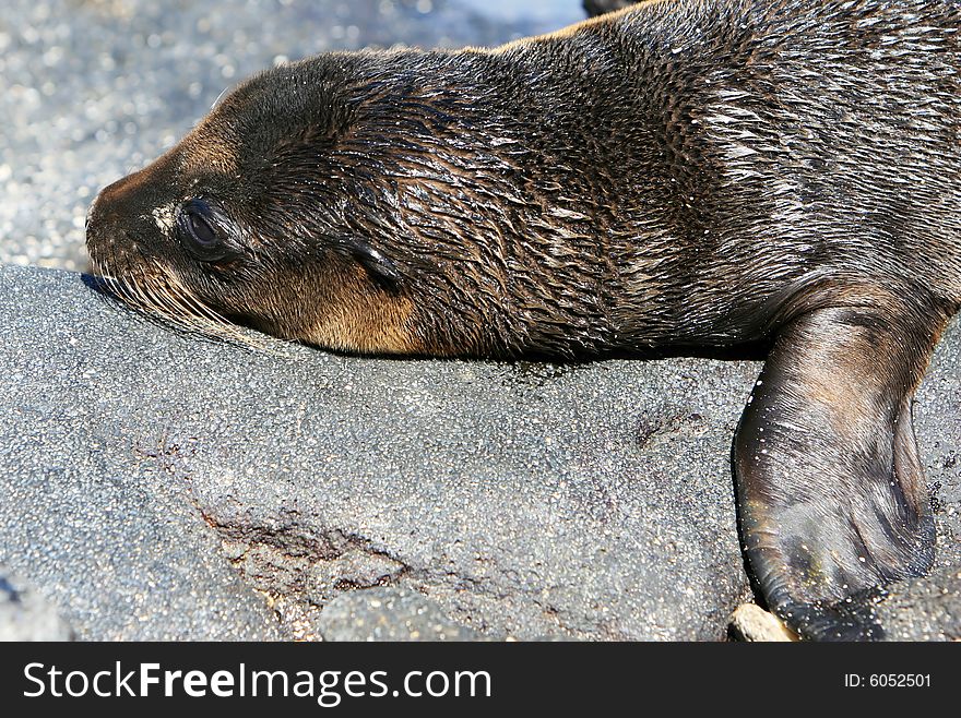 A young Sea Lion rests on the rocky shoreline of the Galapagos Islands