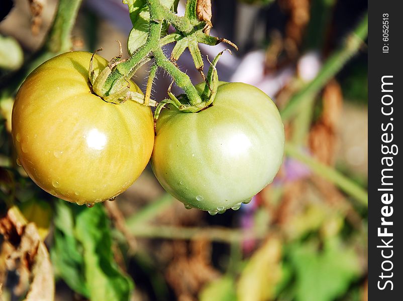 Wet green tomatoes growing on the vine closeup